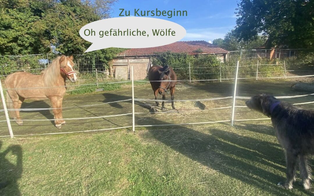 Aus der Furcht zur entspannten Begegnung – was TTouch bewirken kann